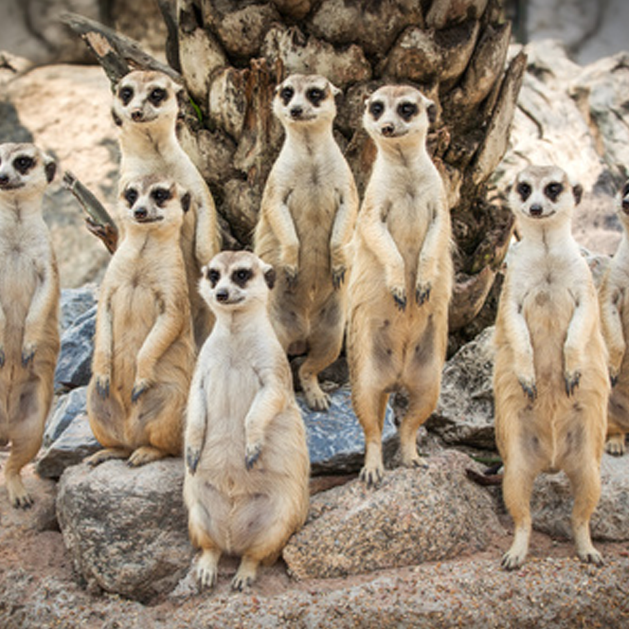 What is Meerkat?! And should you be using it?